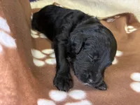 Ms. Magenta-F1B, a female Goldendoodle for sale in Fort Lauderdale, FL – Photo 8 of 10