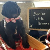 Ms. Magenta-F1B, a female Goldendoodle for sale in Fort Lauderdale, FL – Photo 4 of 10