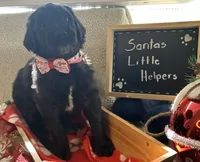 Ms. Magenta-F1B, a female Goldendoodle for sale in Fort Lauderdale, FL – Photo 4 of 10