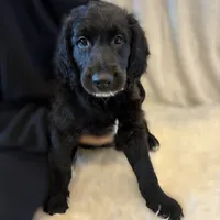 Ms. Magenta-F1B, a female Goldendoodle for sale in Fort Lauderdale, FL – Photo 1 of 10