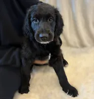 Ms. Magenta-F1B, a female Goldendoodle for sale in Fort Lauderdale, FL – Photo 1 of 10