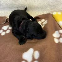 Ms. Magenta-F1B, a female Goldendoodle for sale in Fort Lauderdale, FL – Photo 6 of 10