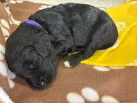 Ms. Purple-F1B, a female Goldendoodle for sale in Fort Lauderdale, FL – Photo 10 of 10