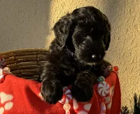 Ms. Purple-F1B, a female Goldendoodle for sale in Fort Lauderdale, FL – Photo 3 of 10