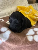 Ms. Purple-F1B, a female Goldendoodle for sale in Fort Lauderdale, FL – Photo 8 of 10