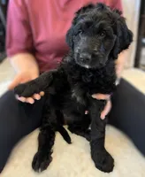 Ms. Purple-F1B, a female Goldendoodle for sale in Fort Lauderdale, FL – Photo 2 of 10