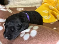 Ms. Purple-F1B, a female Goldendoodle for sale in Fort Lauderdale, FL – Photo 4 of 10