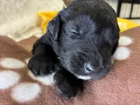 Ms. Purple-F1B, a female Goldendoodle for sale in Fort Lauderdale, FL – Photo 9 of 10