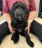 Ms. Purple-F1B, a female Goldendoodle for sale in Fort Lauderdale, FL – Photo 1 of 10