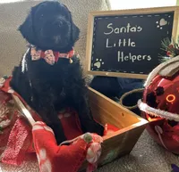 Ms. Purple-F1B, a female Goldendoodle for sale in Fort Lauderdale, FL – Photo 5 of 10