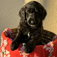 Ms. Lime Green-F1B, a female Goldendoodle for sale in Fort Lauderdale, FL – Photo 3 of 10