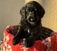 Ms. Lime Green-F1B, a female Goldendoodle for sale in Fort Lauderdale, FL – Photo 3 of 10