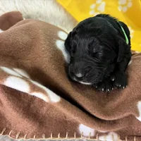 Ms. Lime Green-F1B, a female Goldendoodle for sale in Fort Lauderdale, FL – Photo 6 of 10