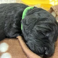 Ms. Lime Green-F1B, a female Goldendoodle for sale in Fort Lauderdale, FL – Photo 7 of 10