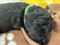 Ms. Lime Green-F1B, a female Goldendoodle for sale in Fort Lauderdale, FL – Photo 7 of 10