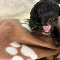 Ms. Lime Green-F1B, a female Goldendoodle for sale in Fort Lauderdale, FL – Photo 10 of 10