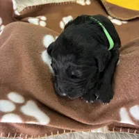 Ms. Lime Green-F1B, a female Goldendoodle for sale in Fort Lauderdale, FL – Photo 5 of 10