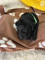 Ms. Lime Green-F1B, a female Goldendoodle for sale in Fort Lauderdale, FL – Photo 5 of 10