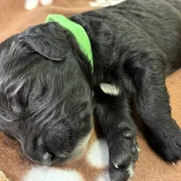 Ms. Lime Green-F1B, a female Goldendoodle for sale in Fort Lauderdale, FL – Photo 8 of 10