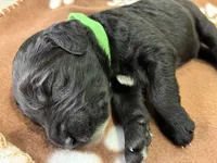 Ms. Lime Green-F1B, a female Goldendoodle for sale in Fort Lauderdale, FL – Photo 8 of 10