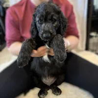 Ms. Lime Green-F1B, a female Goldendoodle for sale in Fort Lauderdale, FL – Photo 2 of 10