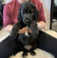 Ms. Lime Green-F1B, a female Goldendoodle for sale in Fort Lauderdale, FL – Photo 2 of 10