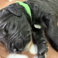 Ms. Lime Green-F1B, a female Goldendoodle for sale in Fort Lauderdale, FL – Photo 9 of 10