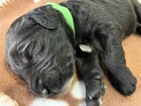 Ms. Lime Green-F1B, a female Goldendoodle for sale in Fort Lauderdale, FL – Photo 9 of 10