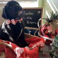 Ms. Lime Green-F1B, a female Goldendoodle for sale in Fort Lauderdale, FL – Photo 4 of 10