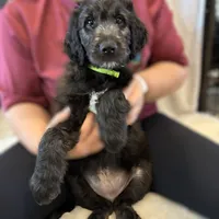 Ms. Lime Green-F1B, a female Goldendoodle for sale in Fort Lauderdale, FL – Photo 1 of 10