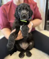 Ms. Lime Green-F1B, a female Goldendoodle for sale in Fort Lauderdale, FL – Photo 1 of 10