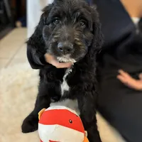 Ms. Yellow-F1B, a female Goldendoodle for sale in Fort Lauderdale, FL – Photo 2 of 10