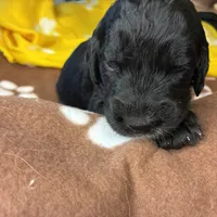 Ms. Yellow-F1B, a female Goldendoodle for sale in Fort Lauderdale, FL – Photo 7 of 10