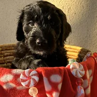 Ms. Yellow-F1B, a female Goldendoodle for sale in Fort Lauderdale, FL – Photo 3 of 10