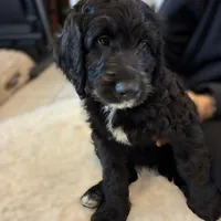 Ms. Yellow-F1B, a female Goldendoodle for sale in Fort Lauderdale, FL – Photo 1 of 10