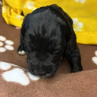 Ms. Yellow-F1B, a female Goldendoodle for sale in Fort Lauderdale, FL – Photo 5 of 10