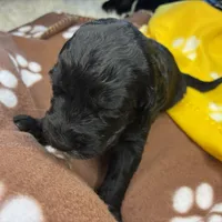 Ms. Yellow-F1B, a female Goldendoodle for sale in Fort Lauderdale, FL – Photo 6 of 10