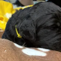 Ms. Yellow-F1B, a female Goldendoodle for sale in Fort Lauderdale, FL – Photo 10 of 10