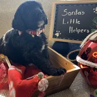 Ms. Yellow-F1B, a female Goldendoodle for sale in Fort Lauderdale, FL – Photo 4 of 10