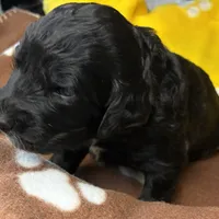 Ms. Yellow-F1B, a female Goldendoodle for sale in Fort Lauderdale, FL – Photo 9 of 10