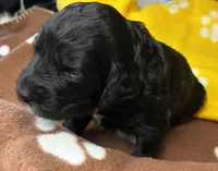 processed/dd25e584-0785-4203-88ca-42e19af1c88f/listing/9fbbf27d-59db-4939-a4f8-f955282e58ed/e39995de-faf6-46f8-8fa2-b0fa311a9c54