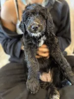 Ms. Brown-F1B, a female Goldendoodle for sale in Fort Lauderdale, FL – Photo 2 of 5