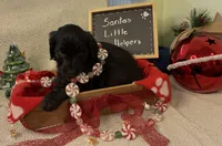 Ms. Brown-F1B, a female Goldendoodle for sale in Fort Lauderdale, FL – Photo 5 of 5