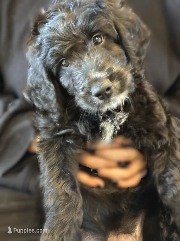 Ms. Brown-F1B, a female Goldendoodle for sale in Fort Lauderdale, FL – Photo 1 of 5