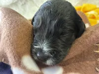 Ms. Brown-F1B, a female Goldendoodle for sale in Fort Lauderdale, FL – Photo 4 of 5