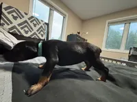 Aqua, a female Doberman Pinscher for sale in Weston, WI – 3 of 6