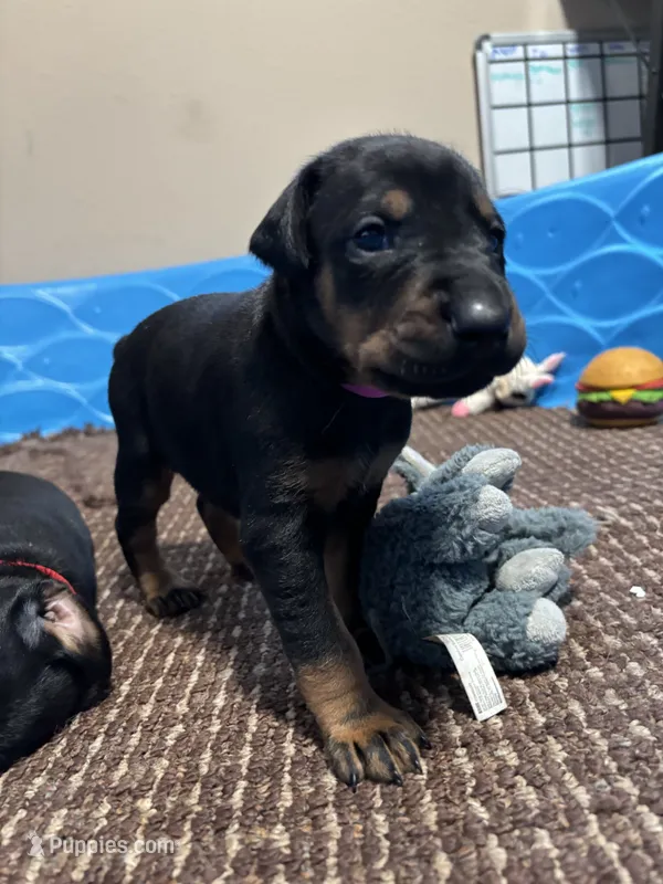 Rose  – Doberman Pinscher puppy for sale in Weston, WI