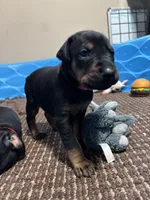 Rose , a female Doberman Pinscher for sale in Weston, WI – 1 of 5