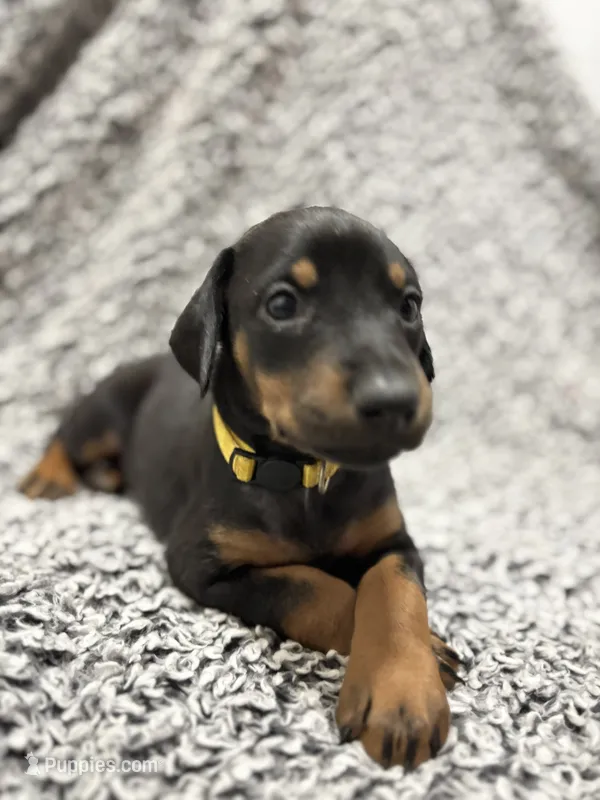 Pumpkin  – Doberman Pinscher puppy for sale in Weston, WI