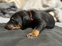Xena, a female Doberman Pinscher for sale in Weston, WI – 3 of 6